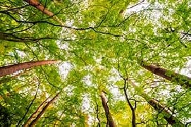 Piantare alberi per un mondo più pulito, sano e sostenibile